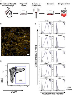 Enhanced Immunomodulation in Inflammatory Environments Favors Human Cardiac Mesenchymal Stromal-Like Cells for Allogeneic Cell Therapies